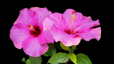 Timelapse of two beautiful pink hibiscus flowers blooming on black background, close up. Two pink hibiscus flowers open simultaneously. Springtime. Mother's day, Holiday, Love, birthday, Easter background