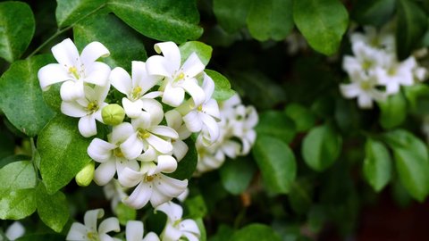 White flowers that are fragrant at night