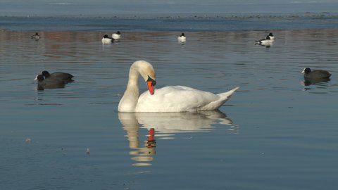 mute swan preen feather neck head reflection rural scene natural world norway