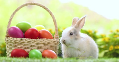 Lovely bunny easter fluffy baby rabbit eating green grass with a basket full of colorful easter eggs on green garden nature background on warmimg day. Symbol of easter day festival.