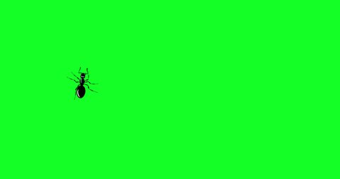 Black Ant. One ant quickly crawls across green screen. Invasion of hordes ants. Ant movement trajectory in flat style, change of direction. Loop seamless background. 4K Video motion graphic animation
