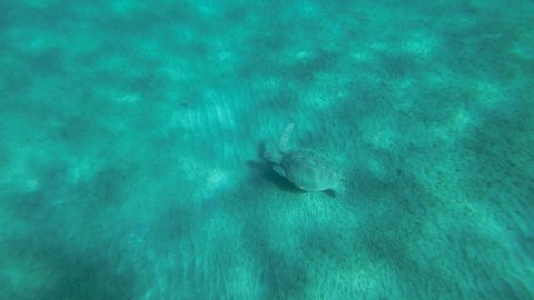 Slow motion, Sea turtle slowly fly above sandy bottom in sunrays. Green Sea Turtle (Chelonia mydas) swim over seabed. Top view. Red Sea, Egypt