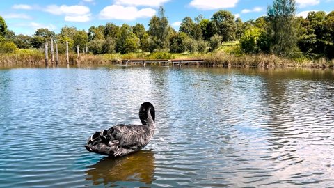 Beautiful black swan swims on the lake brushing feathers and looking for food