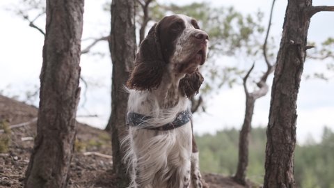 English Springer Spaniel on a windy day in the woods.