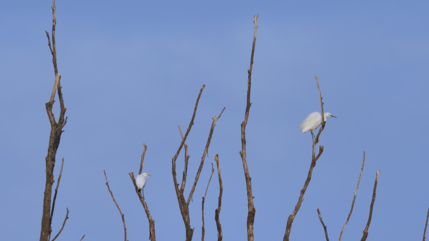 Western Cattle Egret perched on a tree branch with flock formation. Preparation for the night during sunset. Bubulcus Ibis. A specie of family Ardeidae. 