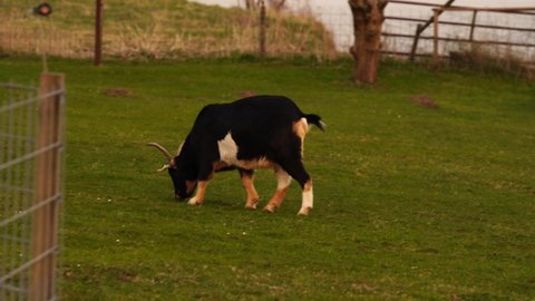 A goat peeing on the grass while eating grass on a farm field 