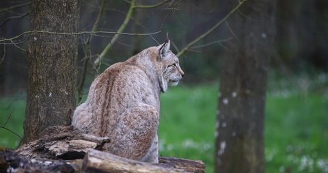 A lynx is walking in the forest