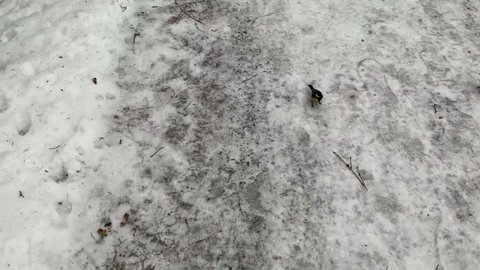 Little titmouse birds eat seeds in the snow. For video presentation, advertising.