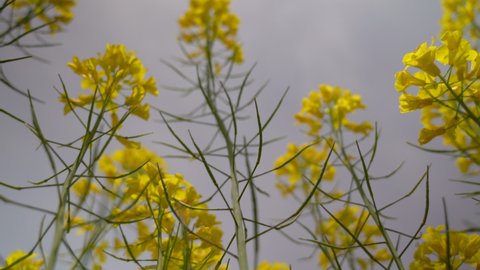 Looking up at the rape blossoms from below.Yellow flowers swaying in the wind in the image of spring