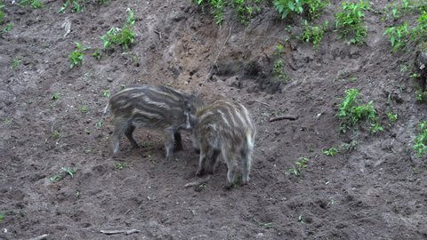 Two wild boar piglets are fighting and playing.
