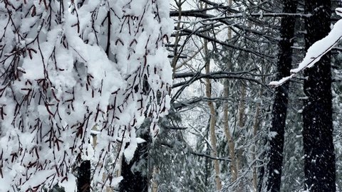 Shot during a snowfall in the Ragabo wood and in the tourist area of ​​Piano Provenzana Etna Nord in winter. Ski resorts on Etna with a view of Taormina. Snow covered trees. Frozen cottages.