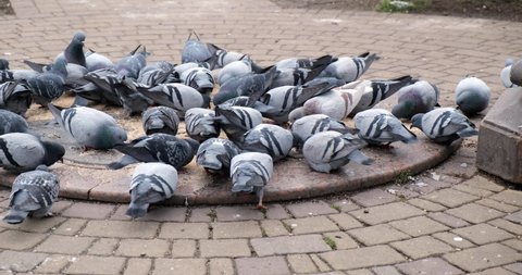 City pigeons peck bread crumbs and millet on the city pavement. The concept of birds feeding pigeons. Doves