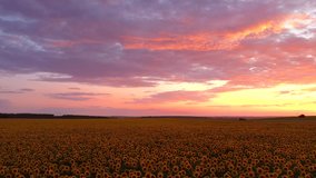 Spectacular and bright sunset over a sunflower field. Footage from a bird's eye view. Location place Ukraine agrarian region, Europe. Cinematic drone shot. Filmed in UHD 4k video. Beauty of earth.