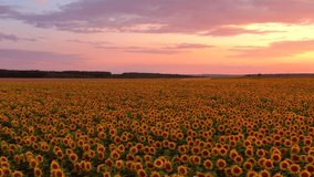 Spectacular and bright sunset over a sunflower field. Footage from a bird's eye view. Location place Ukraine agrarian region, Europe. Cinematic drone shot. Filmed in UHD 4k video. Beauty of earth.