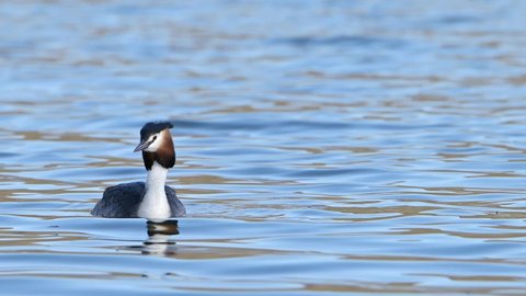 Beautiful Great crested grebe bird (Podiceps cristatus) floating in a blue lake water with beautiful reflection.