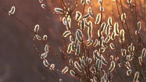 Soft Willow catkins on a beautiful early spring ervening in Estonia, Northern Finland