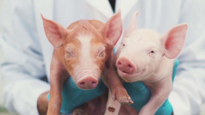 Two pigs in the hands of a veterinarian. The vet keeps two piglets. Red and pink piglets. Advertising of animal care, veterinary medicine and farming. Royalty-Free Stock Footage #1089124667