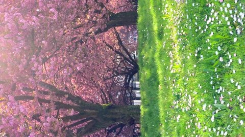 Vertical Video with Sakura cherry blossoms. Sakura Cherry blossoming alley. Wonderful scenic rows of blossoming cherry sakura trees and green lawn in springtime, Germany. 