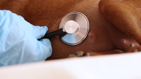 A veterinarian examines a pregnant dog at a veterinary clinic. The doctor uses a stethoscope to listen to the heartbeat of puppies in the belly of a pregnant dog Examination by a veterinarian of a pet