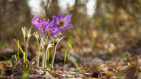 Beautiful blooming pasque flowers follow the sun in morning spring forest. 4K Time Lapse