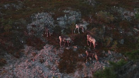 Domestic reindeer herd eating shrubs on a steep hillside on a beautiful autumn morning near Kuusamo, Northern Finland