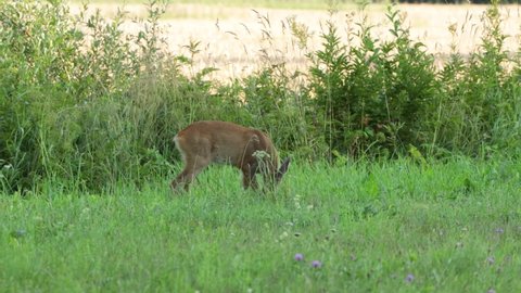 Young Roe deer fawn eating grass and running away on a summer evening in Estonia, Northern Europe.