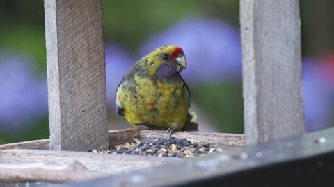 a front view of a green rosella eating from a bird feeder at a garden in port arthur of tasmania, australia
