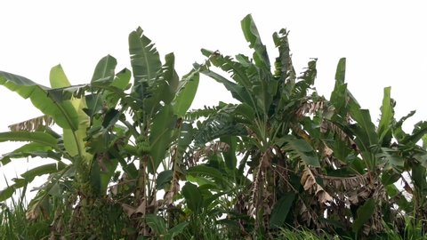 Banana plants swaying in the wind on a cloudy afternoon. The banana plant grows wild behind the residential area.