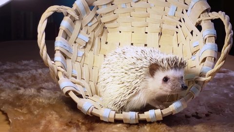 African pygmy hedgehog, domestic pet, in wicker basket. 