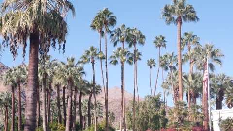 Row of palm trees and mountain or hill, sunny Palm Springs vacations resort near Los Angeles, Old Las Palmas, California valley nature, USA. Arid dry climate plants, desert oasis flora. American flag.