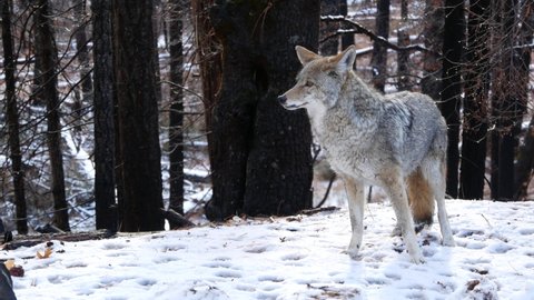 Wild furry wolf, gray coyote or grey coywolf, winter snowy forest, Yosemite national park wildlife, California fauna, USA. Undomesticated predator walking and sniffing, hybrid dog like animal standing