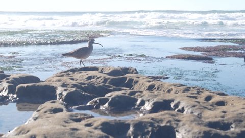Whimbrel bird hunting in tide pool, curlew shorebird looking for food in tidepool, La Jolla beach, California ocean coast wildlife, USA. Long slender downcurved bill beak, rare animal, rock by water.