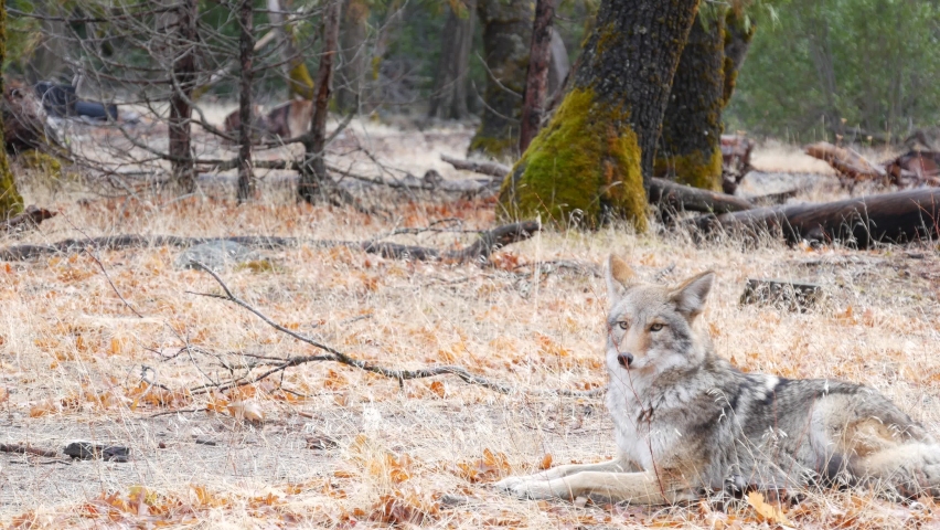 Wild furry wolf, gray coyote or grey coywolf, autumn forest glade, Yosemite national park wildlife, California fauna, USA. Carnivore undomesticated predator, hybrid dog like animal in natural habitat.