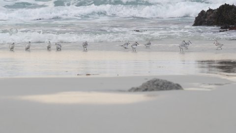 Ocean waves and many sandpiper birds, rocky beach, small sand piper plover shorebirds flock, Monterey wildlife, California coast, USA. Sea water tide, littoral sand. Tiny fast young baby avian running
