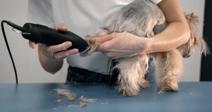 Professional groomer trimming a yourkshire terrier