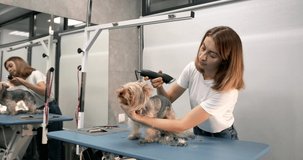 Professional groomer trimming a yourkshire terrier