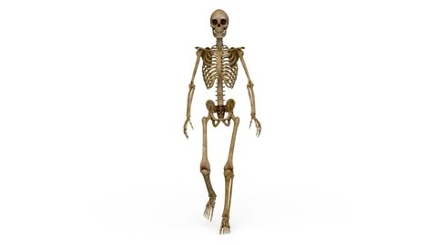 3D rendering of a walking skeleton
