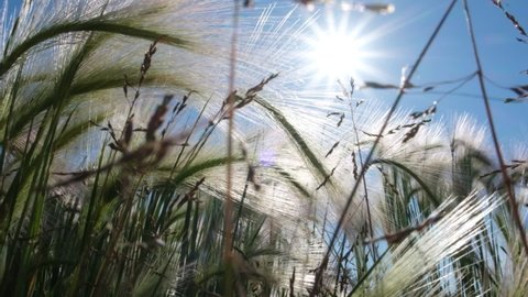 Feather Pennisetum, Mission Grass against blue sky and sunlight . Abstract summer background concept.