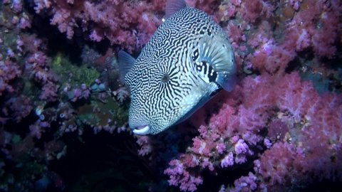 
Map Pufferfish (Arothron mappa) and Soft Coral - Philippines