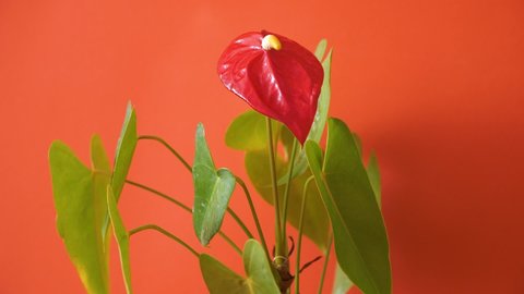 Close-up of an anthurium flower on a bright orange background.Indoor exotic plants growing. Anthurium flower blooms on the windowsill at home.Selective focus