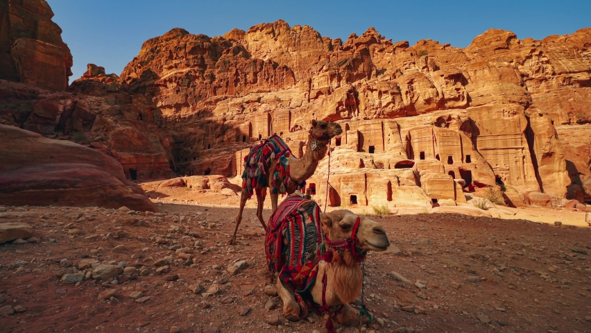 Cinemagraph seamless video loop of two camels in Petra Jordan, next to historic tombs at UNESCO heritage site Treasury carved into sandstone and limestone. Camel riding. Indiana Jones filming location Royalty-Free Stock Footage #1089135553