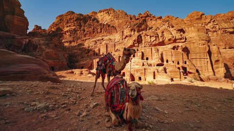 Cinemagraph seamless video loop of two camels in Petra Jordan, next to historic tombs at UNESCO heritage site Treasury carved into sandstone and limestone. Camel riding. Indiana Jones filming location