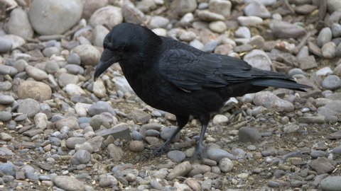 Close up shot of wild Black Crow walking and hunting in pebbly terrain,slow motion