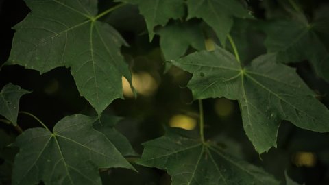 Sycamore Leaves rustling in the wind filmed on a Vintage Lens