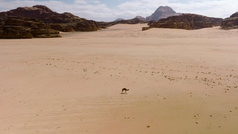 Single Camel Walking Through Wadi Rum Desert Surrounded by Huge Rock Formations in Jordan - Orbiting Aerial Shot