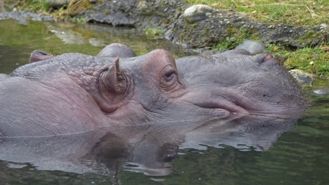 Close up shot of Hippo Hippopotamus resting in natural lake and watching in wilderness during daytime
