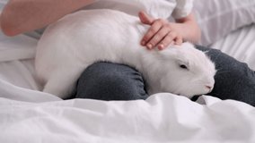 The child holds the rabbits in his arms and strokes. cute video. White charming hare breathes through his nose. Easter bunny close-up looking at the camera. Home pet. Love to the animals. Pet care.