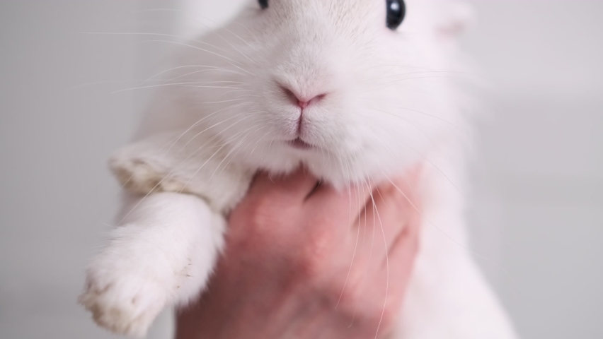 White charming hare breathes through his nose. Easter bunny close-up looking at the camera. Home pet. Love to the animals. Pet care.