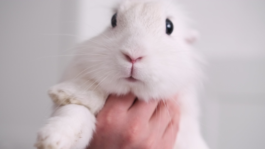 White charming hare breathes through his nose. Easter bunny close-up looking at the camera. Home pet. Love to the animals. Pet care. Royalty-Free Stock Footage #1089136433