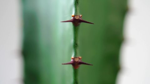 Euphorbia (Spurge) cactus thorns on a white background. Sharp spike close up. Macro. Selective focus

